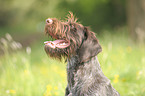 German wirehaired Pointer Portrait