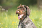 German wirehaired Pointer Portrait