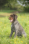 German wirehaired Pointer