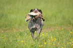 hunting with German wirehaired Pointer