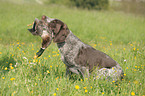 hunting with German wirehaired Pointer