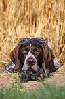 German wirehaired Pointer