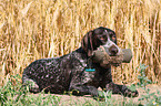 German wirehaired Pointer