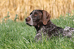 German wirehaired Pointer portrait