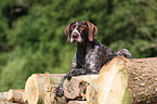 German wirehaired Pointer