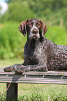 German wirehaired Pointer