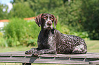 German wirehaired Pointer