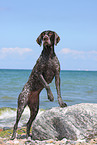 German wirehaired Pointer