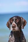 German wirehaired Pointer portrait