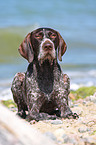 German wirehaired Pointer