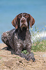 German wirehaired Pointer