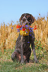 German wirehaired Pointer