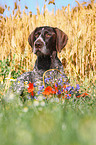 German wirehaired Pointer