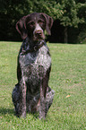German wirehaired Pointer