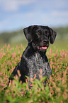 German wirehaired Pointer