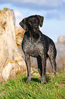 German wirehaired Pointer