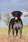 German wirehaired Pointer