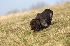 German wirehaired Pointer Puppy