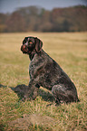 sitting German wirehaired Pointer