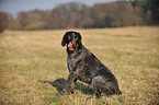 sitting German wirehaired Pointer