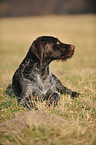 lying German wirehaired Pointer