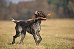 playing German wirehaired Pointer