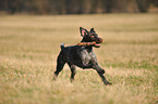 playing German wirehaired Pointer