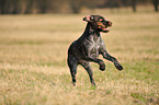 playing German wirehaired Pointer