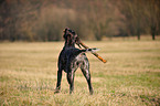 German wirehaired Pointer