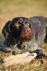 lying German wirehaired Pointer