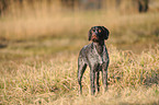 standing German wirehaired Pointer