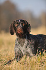 lying German wirehaired Pointer