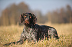 lying German wirehaired Pointer