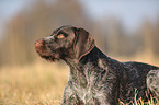 German wirehaired Pointer Portrait