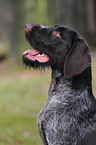 German wirehaired Pointer Portrait