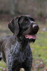 German wirehaired Pointer Portrait