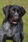 German wirehaired Pointer Portrait