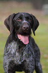 German wirehaired Pointer Portrait