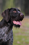 German wirehaired Pointer Portrait