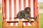 lying German wirehaired Pointer