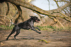 playing German wirehaired Pointer