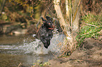 running German wirehaired Pointer