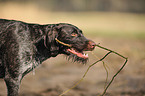 German wirehaired Pointer Portrait