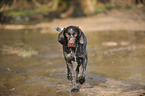 running German wirehaired Pointer