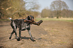 playing German wirehaired Pointer