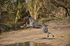 running German wirehaired Pointer