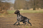 running German wirehaired Pointer