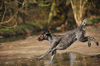 running German wirehaired Pointer