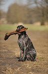 sitting German wirehaired Pointer