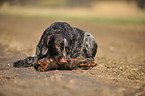 lying German wirehaired Pointer